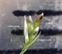  Spikelet with 3 florets